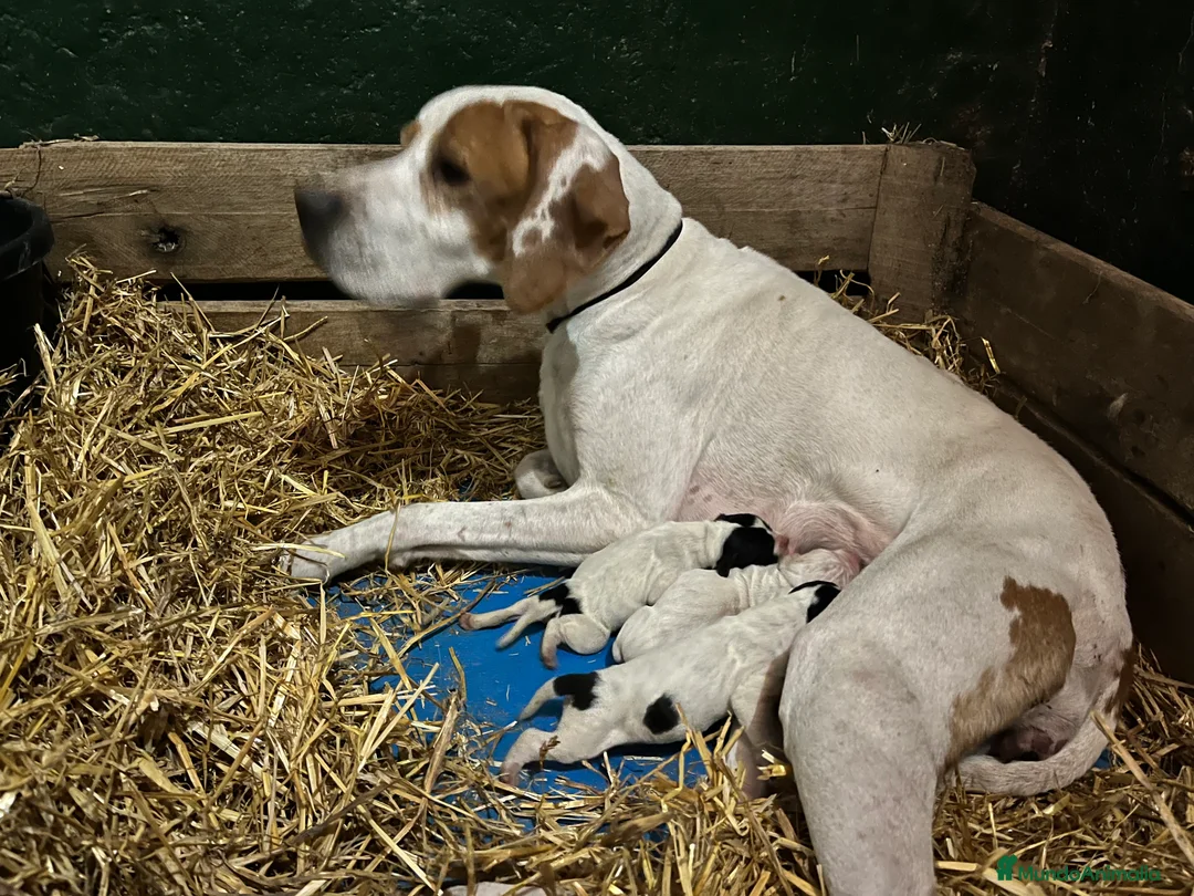 Pointer perros en venta: Benidorm Caraby pointer inglés  en Alicante - Anuncio 13