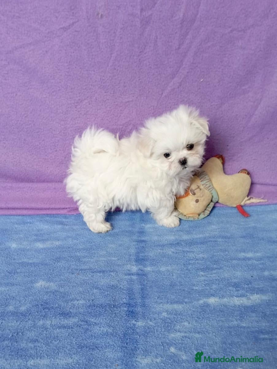 Bichón Maltés perros Excelente bichon maltes - Anuncio 2