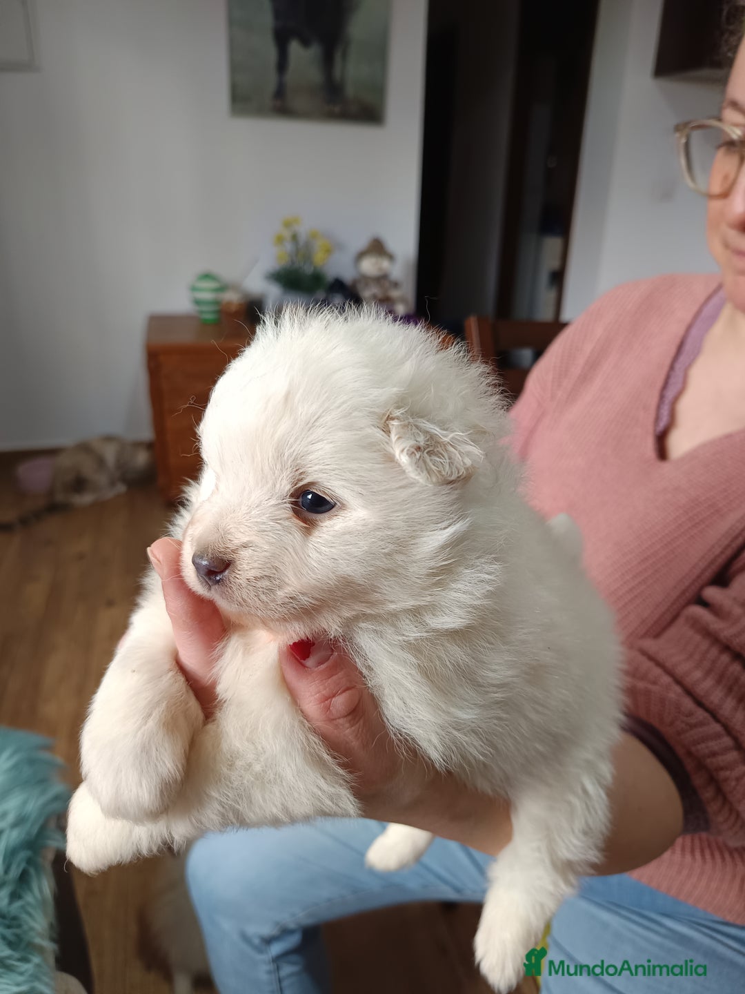 Pomerania perros en venta: Pomerania  - Anuncio 8