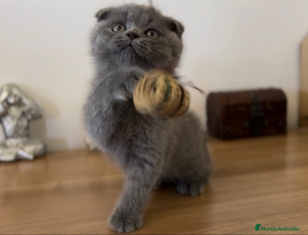 Británico de Pelo Corto gatos en venta: SCOTTISH FOLD HEMBRA AZUL - Imagen 2