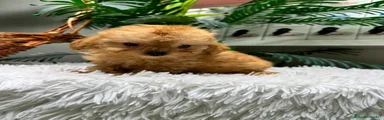 Caniche Toy 1