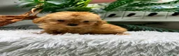 Caniche Toy perros en venta: CANICHE TOY - Anuncio 11
