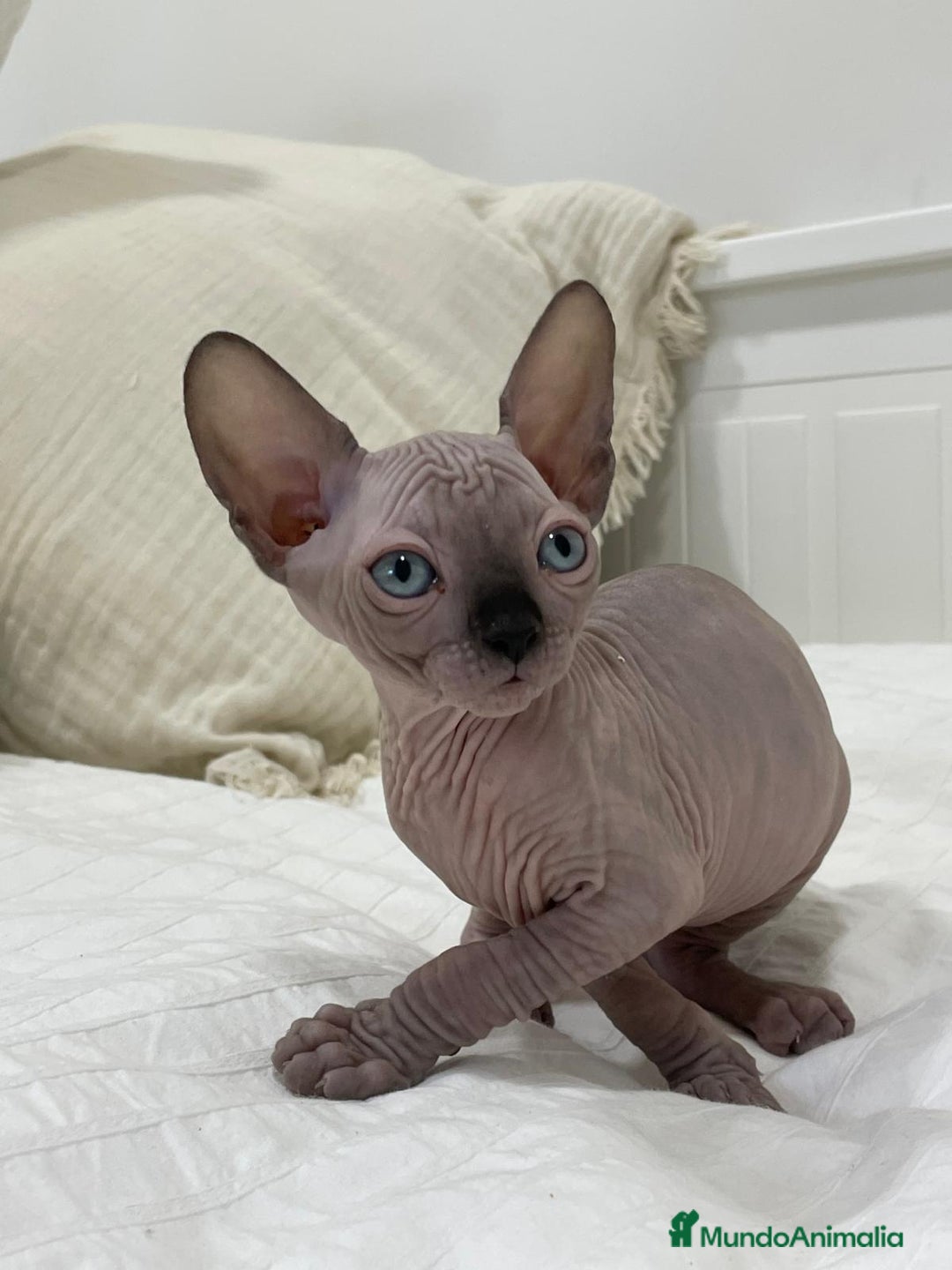 Sphynx gatos en venta: gato sphynx - Imagen 3