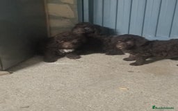 Perro de Agua Español perros en venta: Perros de agua  - Anuncio 4