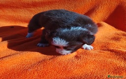 Border Collie perros en venta: Border collie  - Imagen 1