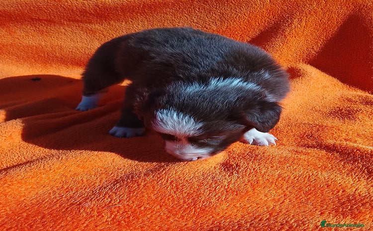 Border Collie perros - Anuncio 1