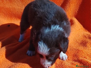Border Collie perros - Anuncio 1