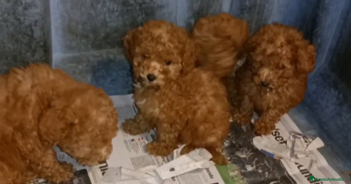 Cachorros Caniche enano color rojo en venta en Cáceres | MundoAnimalia
