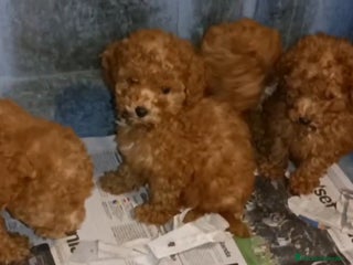 Caniche Enano perros Cachorros Caniche enano color rojo - Anuncio 2