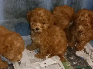 Caniche Enano perros Cachorros Caniche enano color rojo - Anuncio 33