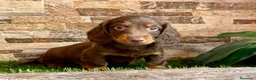 Teckel Miniatura perros en venta: Teckel kaninchen pelo largo  - Anuncio 3