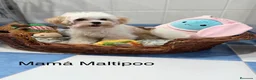 Maltipoo perros en venta: Maltipoo TOY  - Anuncio 1