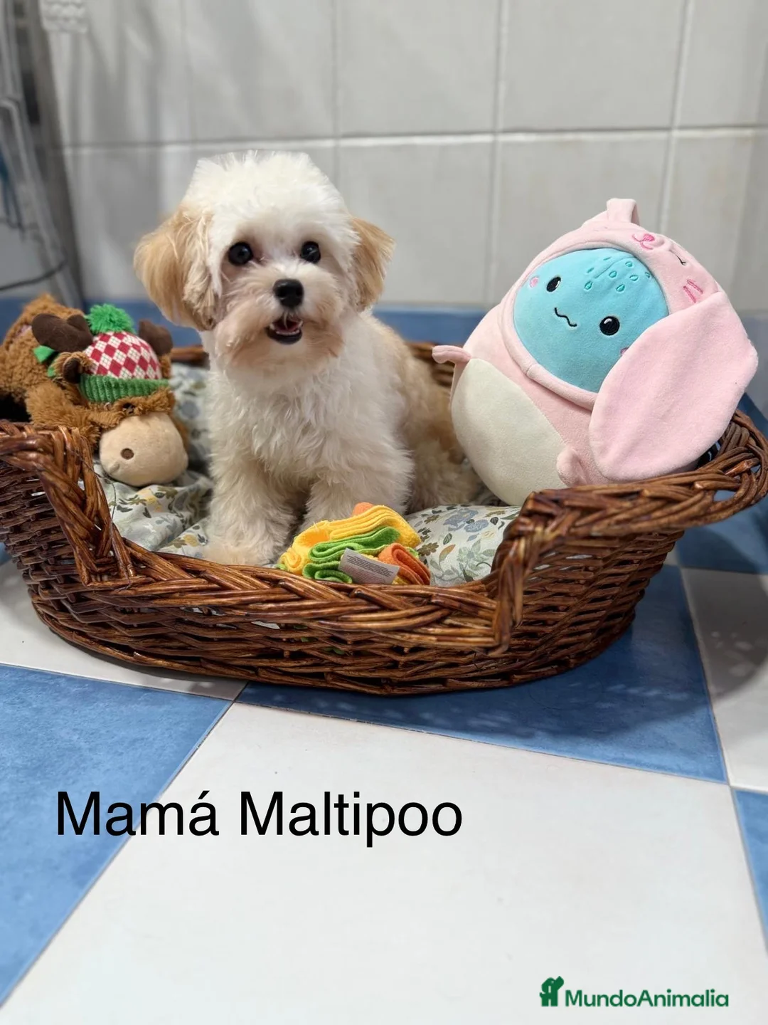 Maltipoo perros en venta: Maltipoo TOY  - Anuncio 1