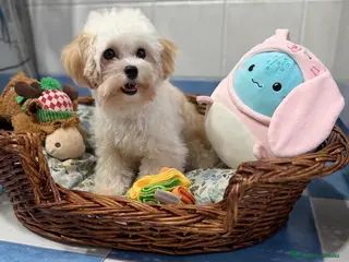Maltipoo perros Maltipoo TOY - Anuncio 6