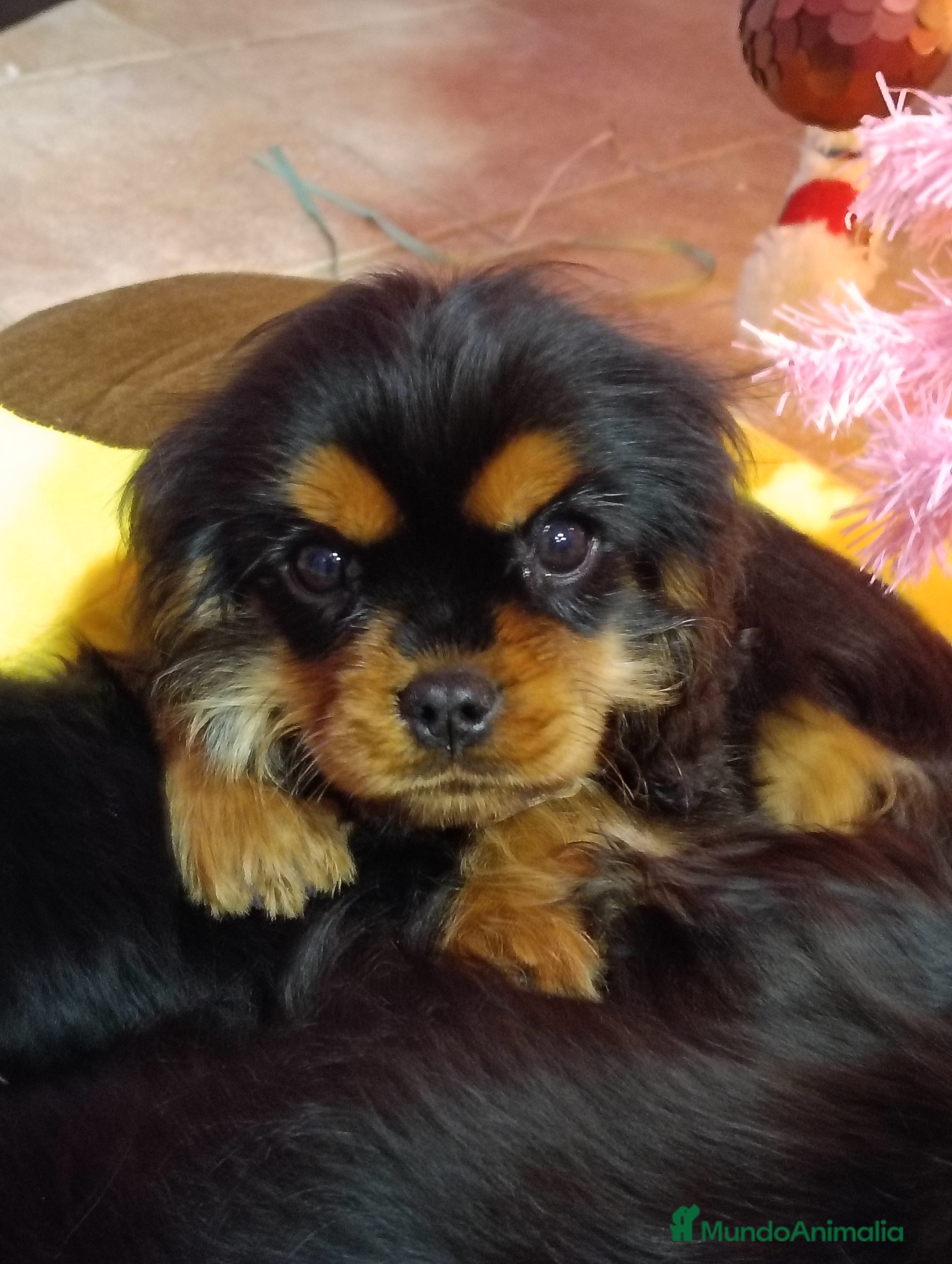 Cavalier King Charles Spaniel perros Cachorro Cavalier macho negro fuego - Anuncio 1