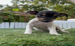 Ratonero Bodeguero Andaluz perros en venta: BODEGUERO ANDALUZ - Imagen 15