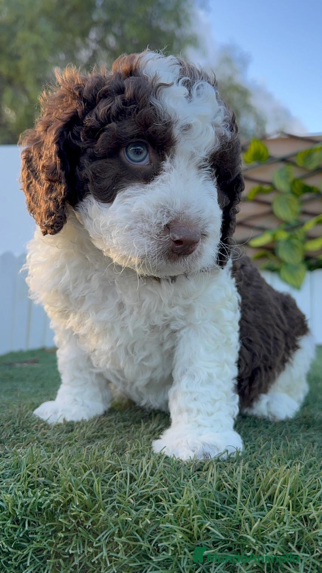 Perro de Agua Español perros en venta: PERRO DE AGUA ESPAÑOL - Anuncio 18