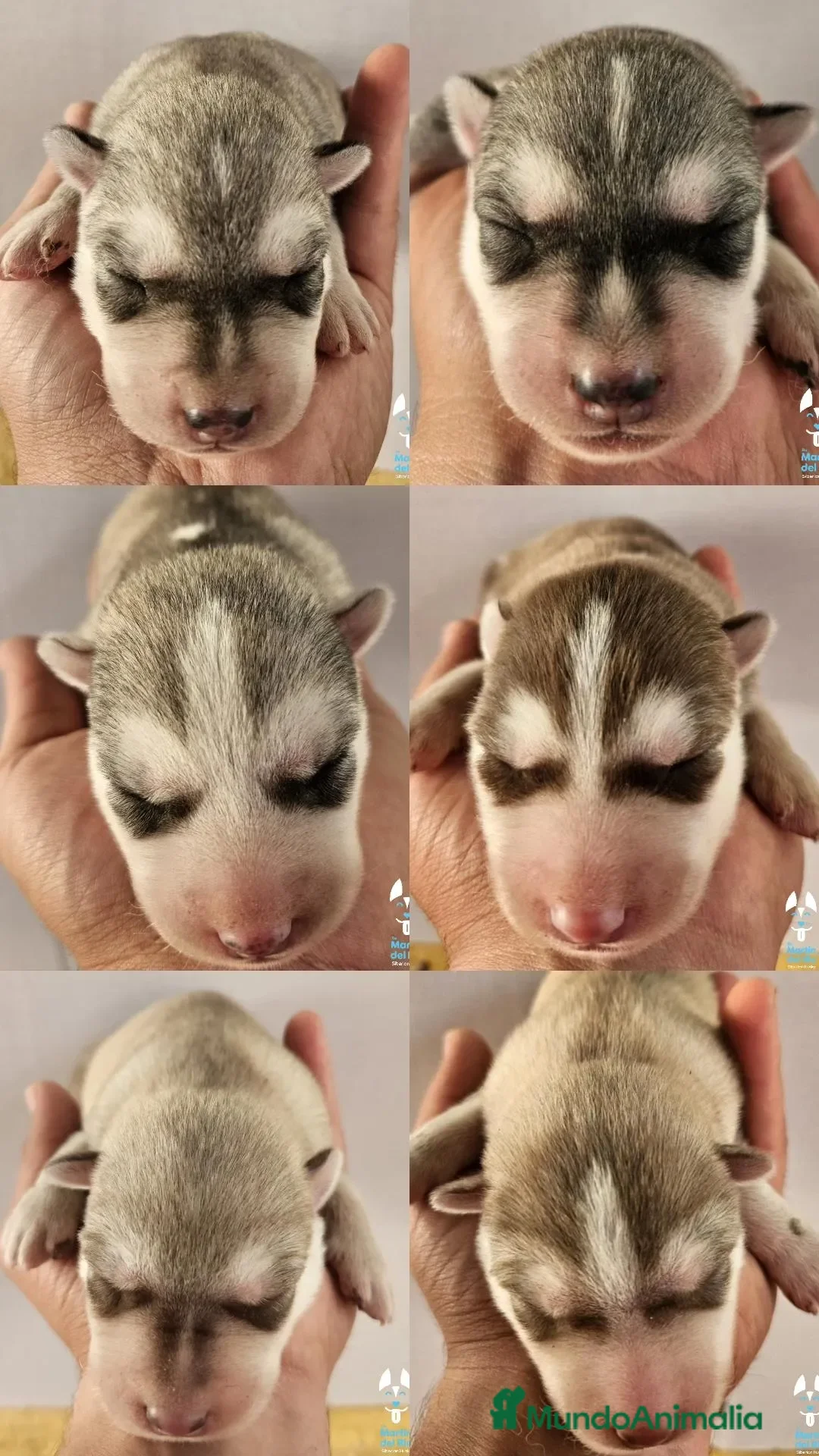 Husky Siberiano perros Husky Siberiano - Cachorros - Anuncio 1