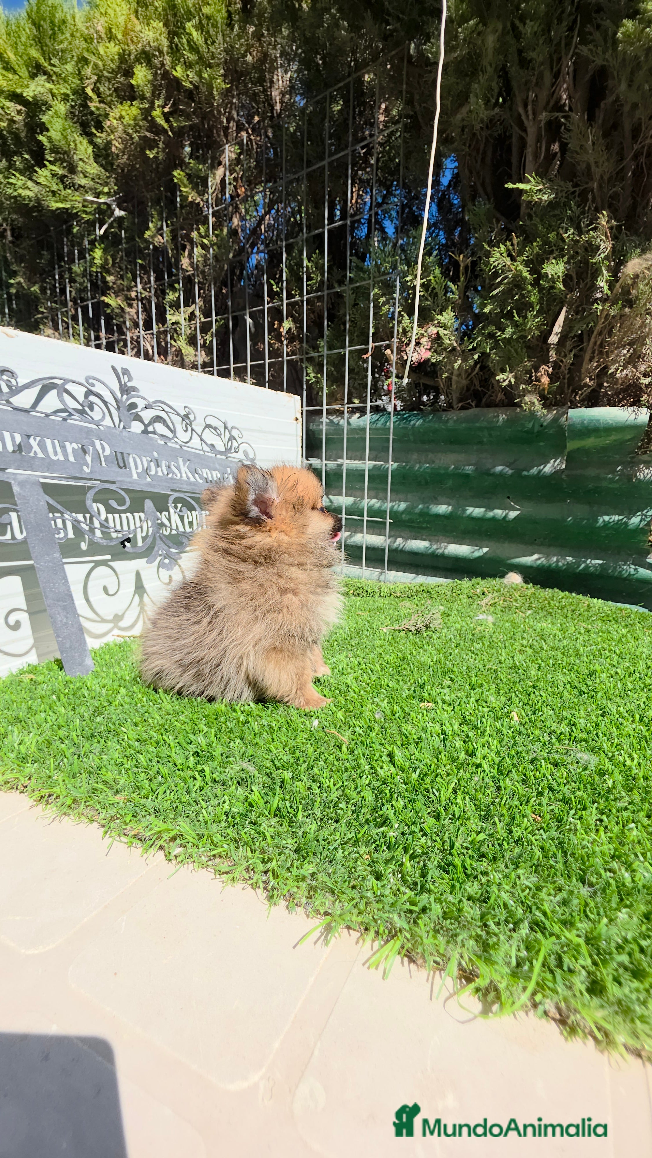 Pomerania perros Pomeranias TEA CUP - Anuncio 20