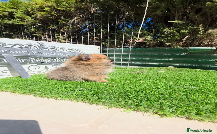 Pomerania perros Pomeranias TEA CUP - Anuncio 3