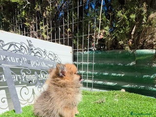 Pomerania perros Pomeranias TEA CUP - Anuncio 5