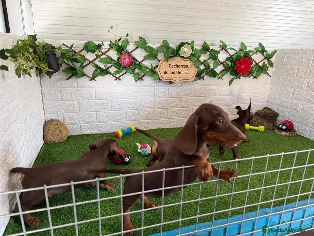 Teckel Miniatura perros en venta: Teckel MINIATURA - Anuncio 4