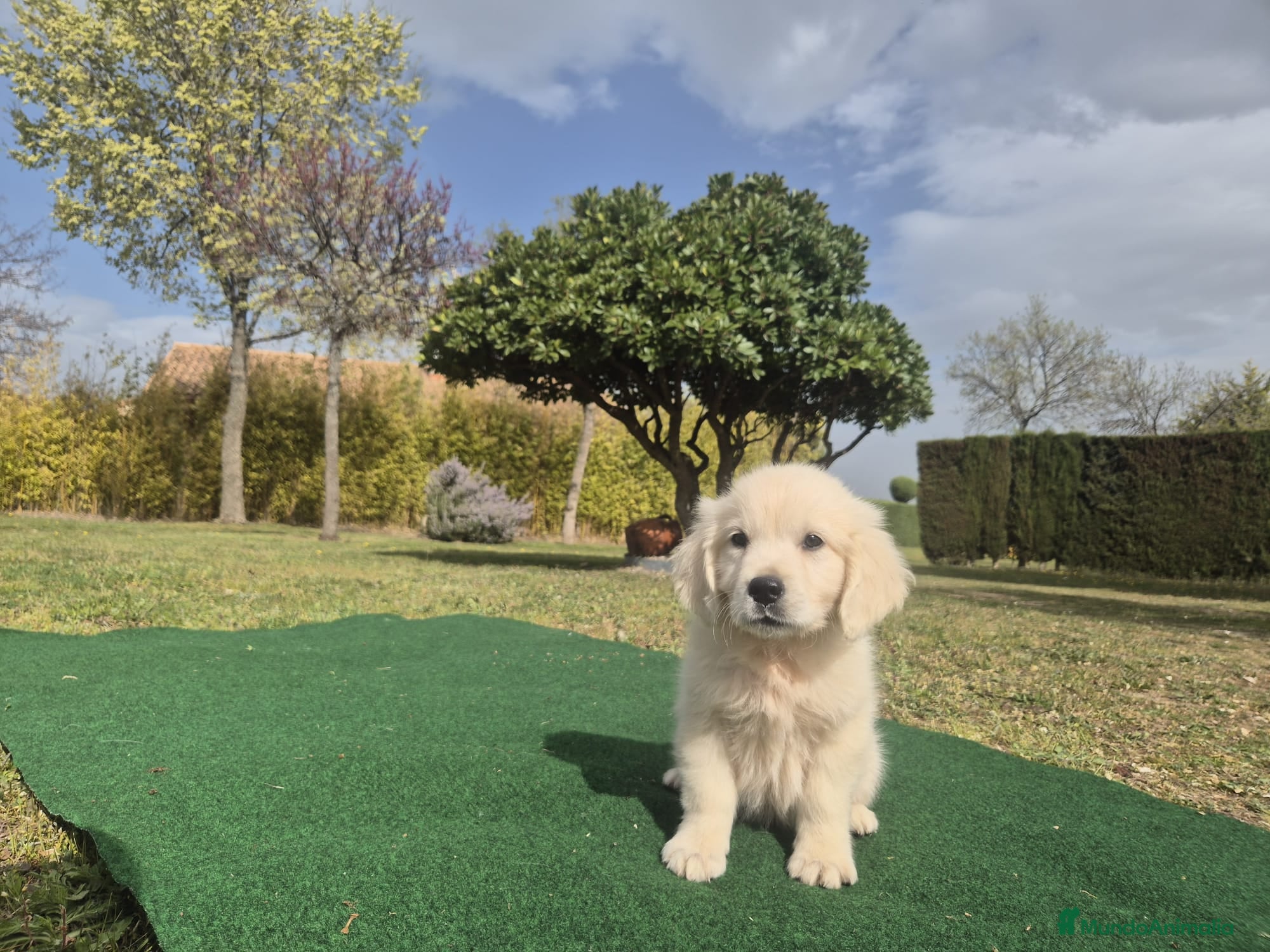 Golden Retriever perros Golden Retriever  - Anuncio 2