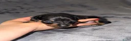 Pinscher Miniatura perros en venta: Pinscher miniatura - Anuncio 32