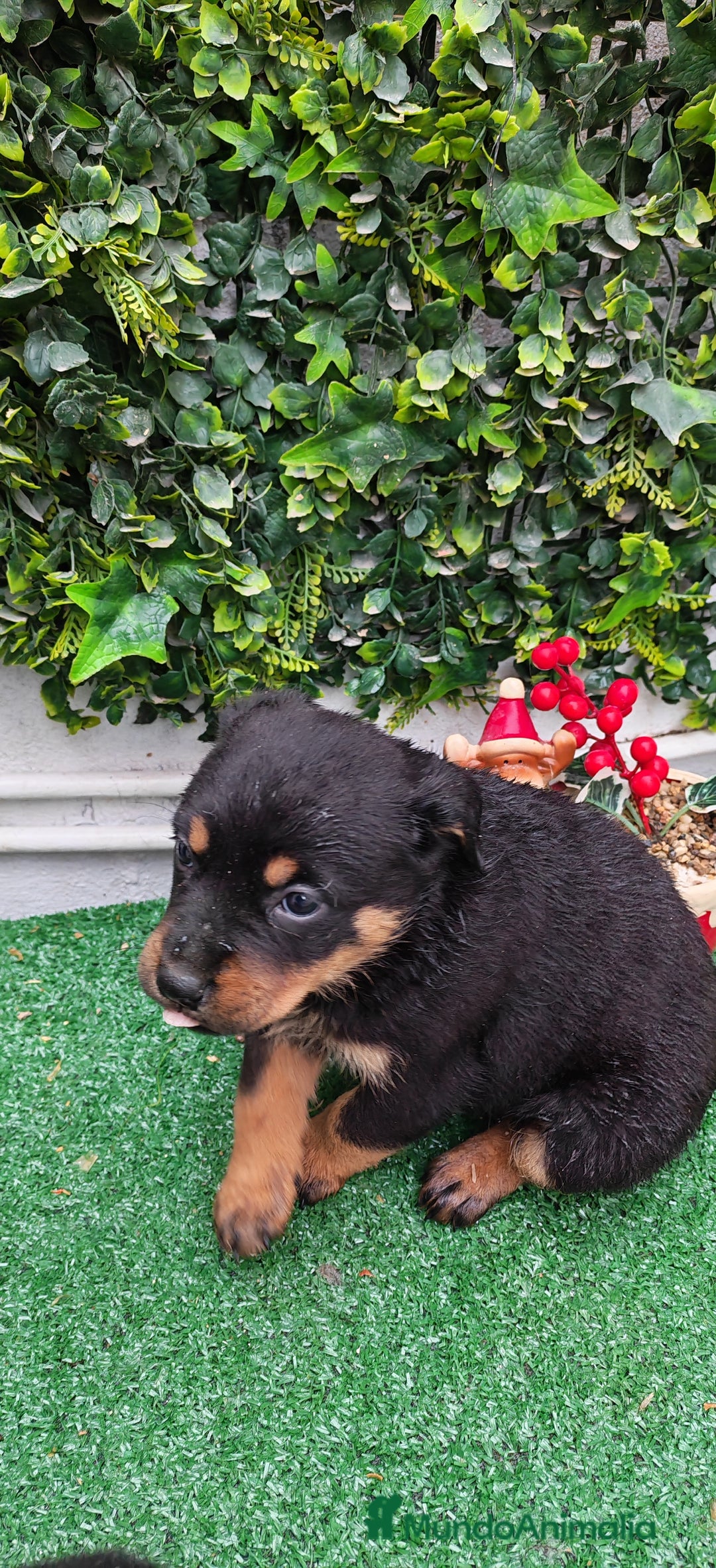 Rottweiler perros en venta: Camada de Rottwailer en Toledo - Anuncio 10