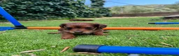 Raza Mixta perros en venta: Jackapoo raza pequeña 🐣 - Anuncio 6