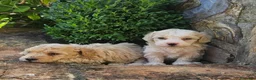 Maltipoo perros en venta: Cachorros Maltipoo  - Anuncio 2