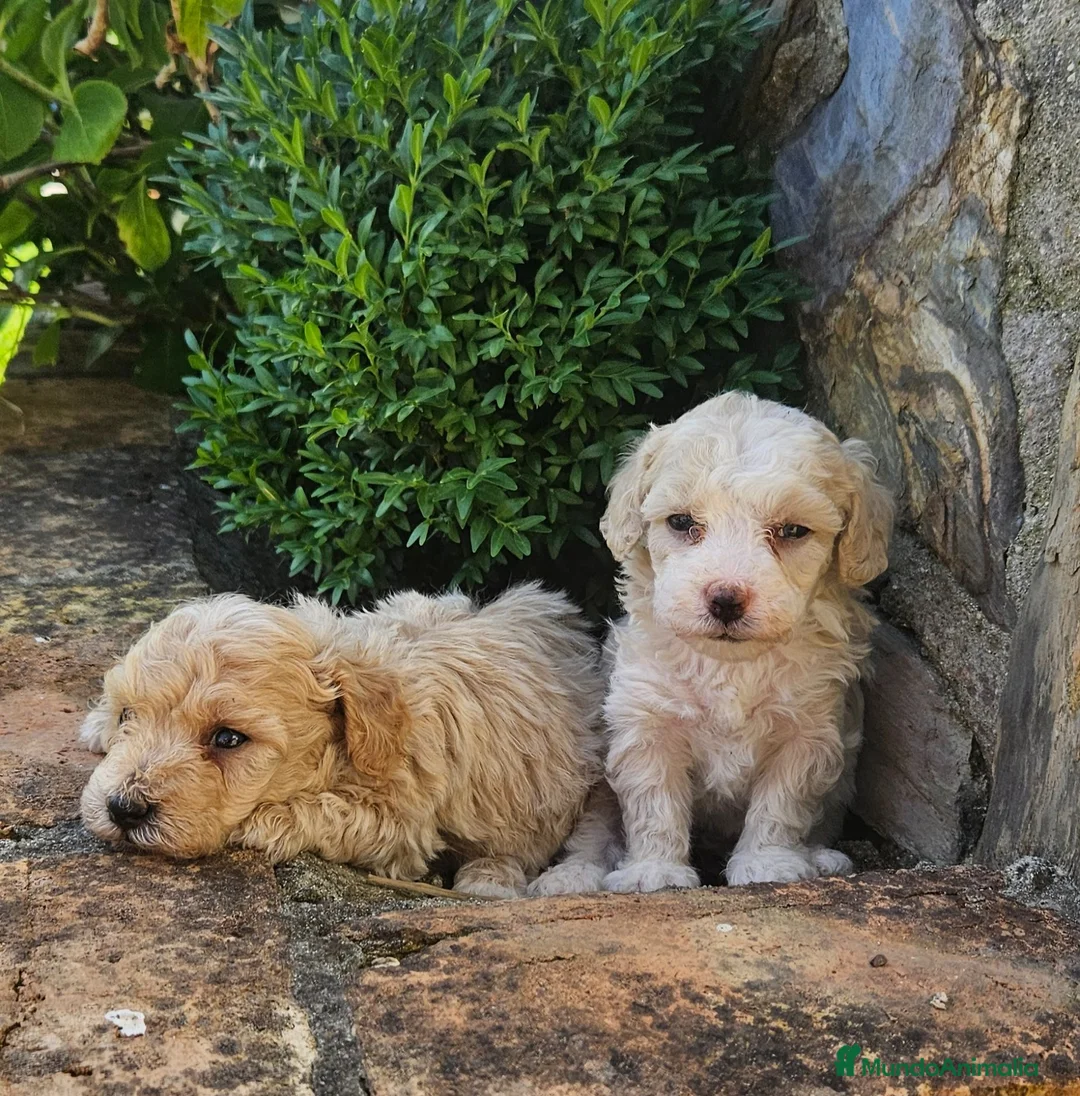 Maltipoo perros en venta: Cachorros Maltipoo  - Anuncio 2