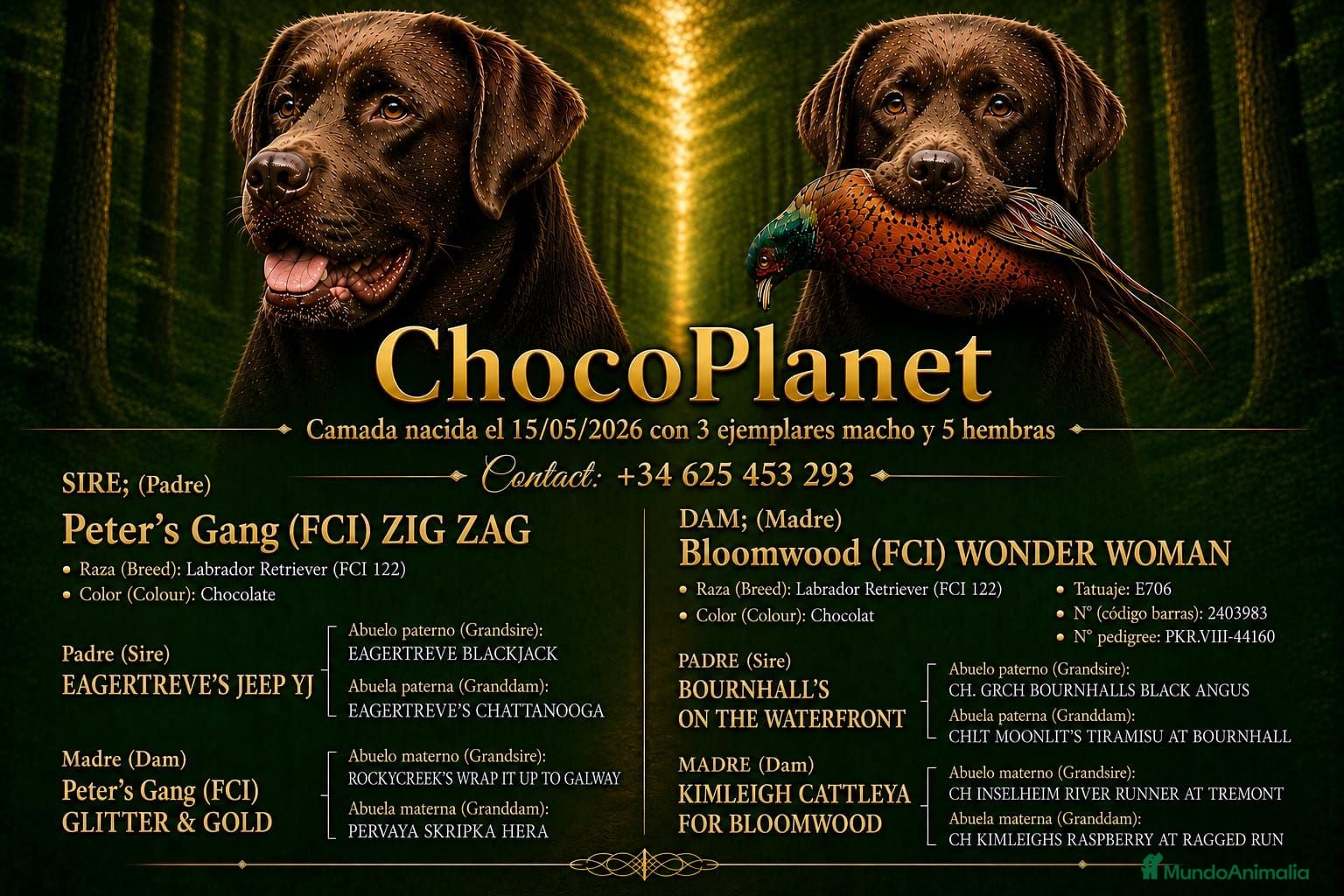 Labrador Retriever perros labrador chocolate  - Anuncio 1