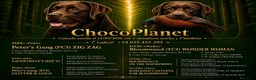 Labrador Retriever perros en venta: labrador chocolate  - Anuncio 1