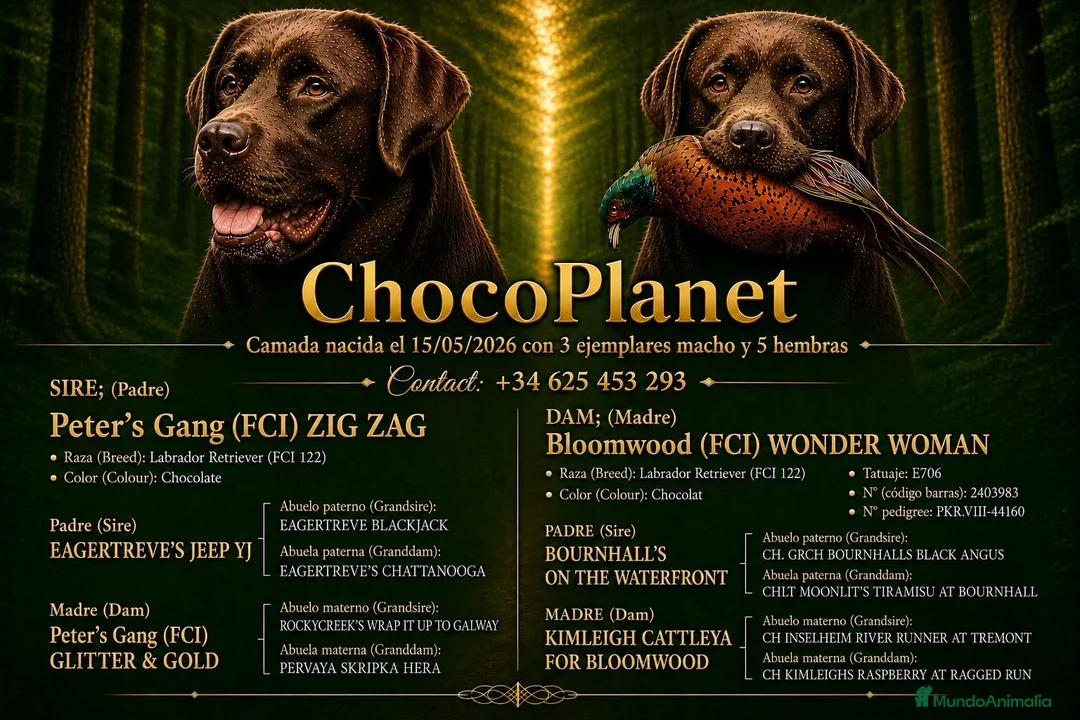 Labrador Retriever perros en venta: labrador chocolate  - Anuncio 1