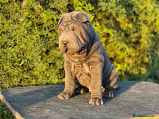 Shar Pei perros en Málaga - Anuncio 36