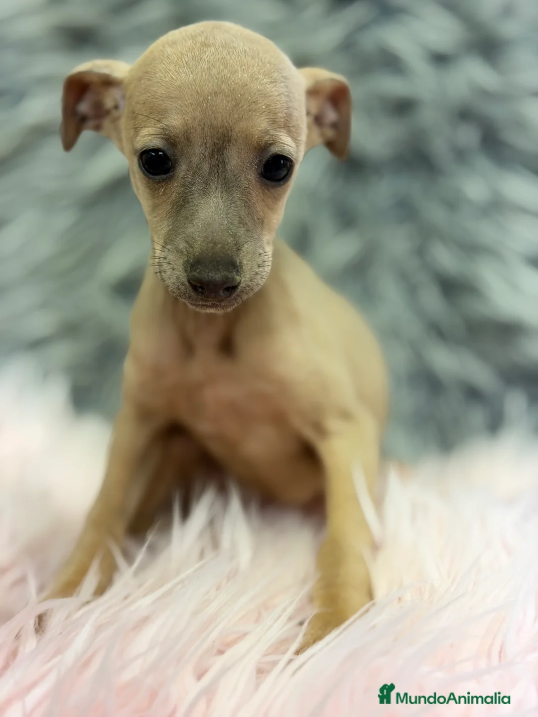 Pequeño Lebrel Italiano perros en venta: Piccolo Isabella hembra  - Anuncio 4