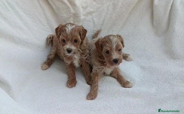 Maltipoo perros - Anuncio 13