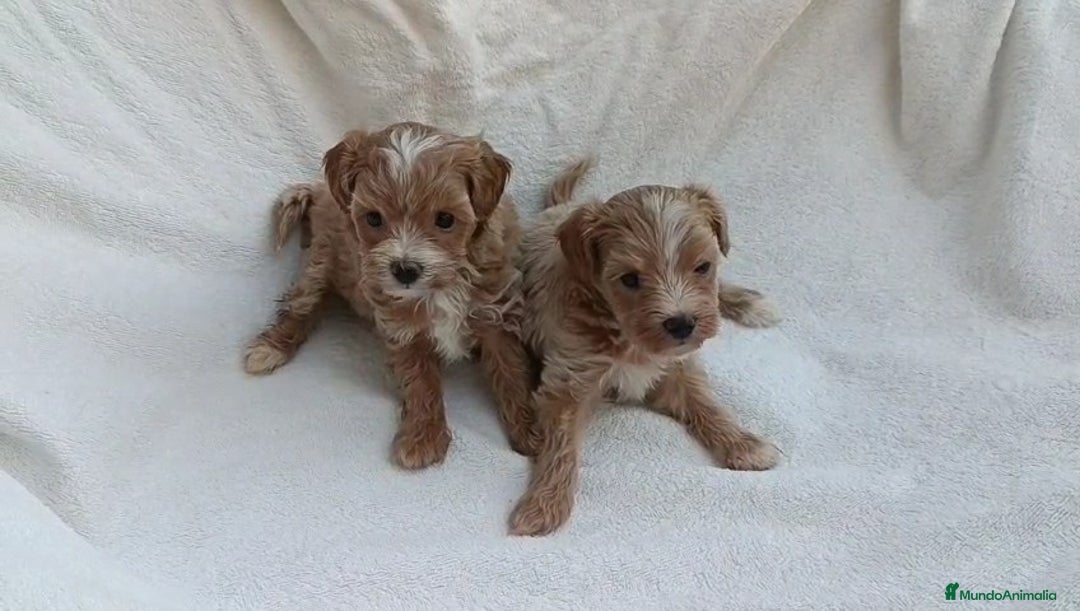 Maltipoo perros en venta: LINDA HEMBRITA MALTIPOO - Imagen 3
