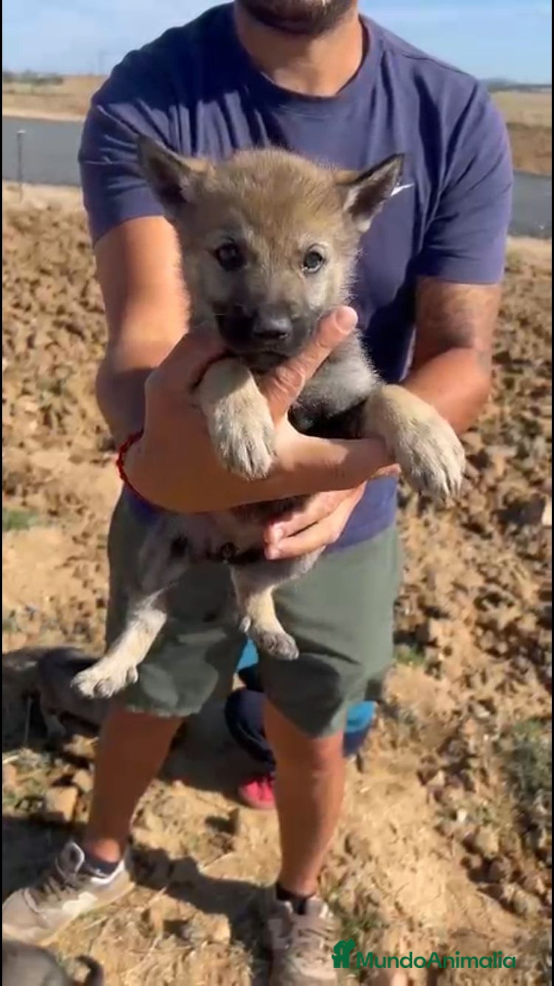 Perro Lobo Checoslovaco perros en venta: PERRO LOBO CHECOSLOVACO - Imagen 1