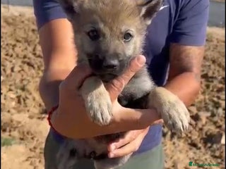Perro Lobo Checoslovaco perros - Anuncio 1