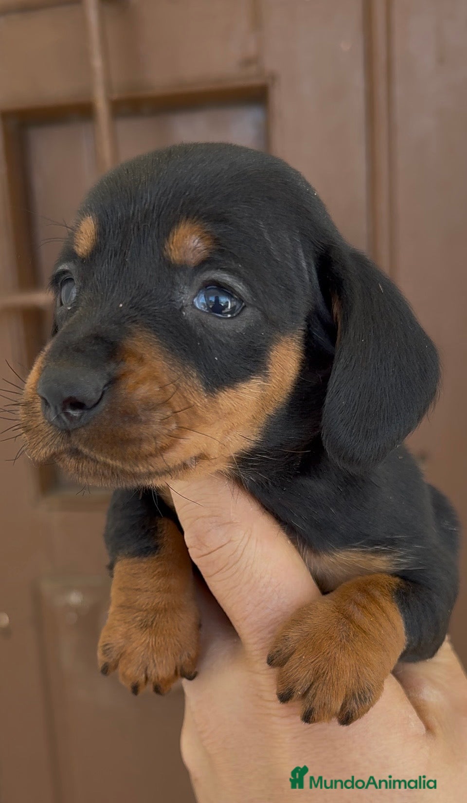 Teckel Miniatura perros Teckel miniatura - Anuncio 1