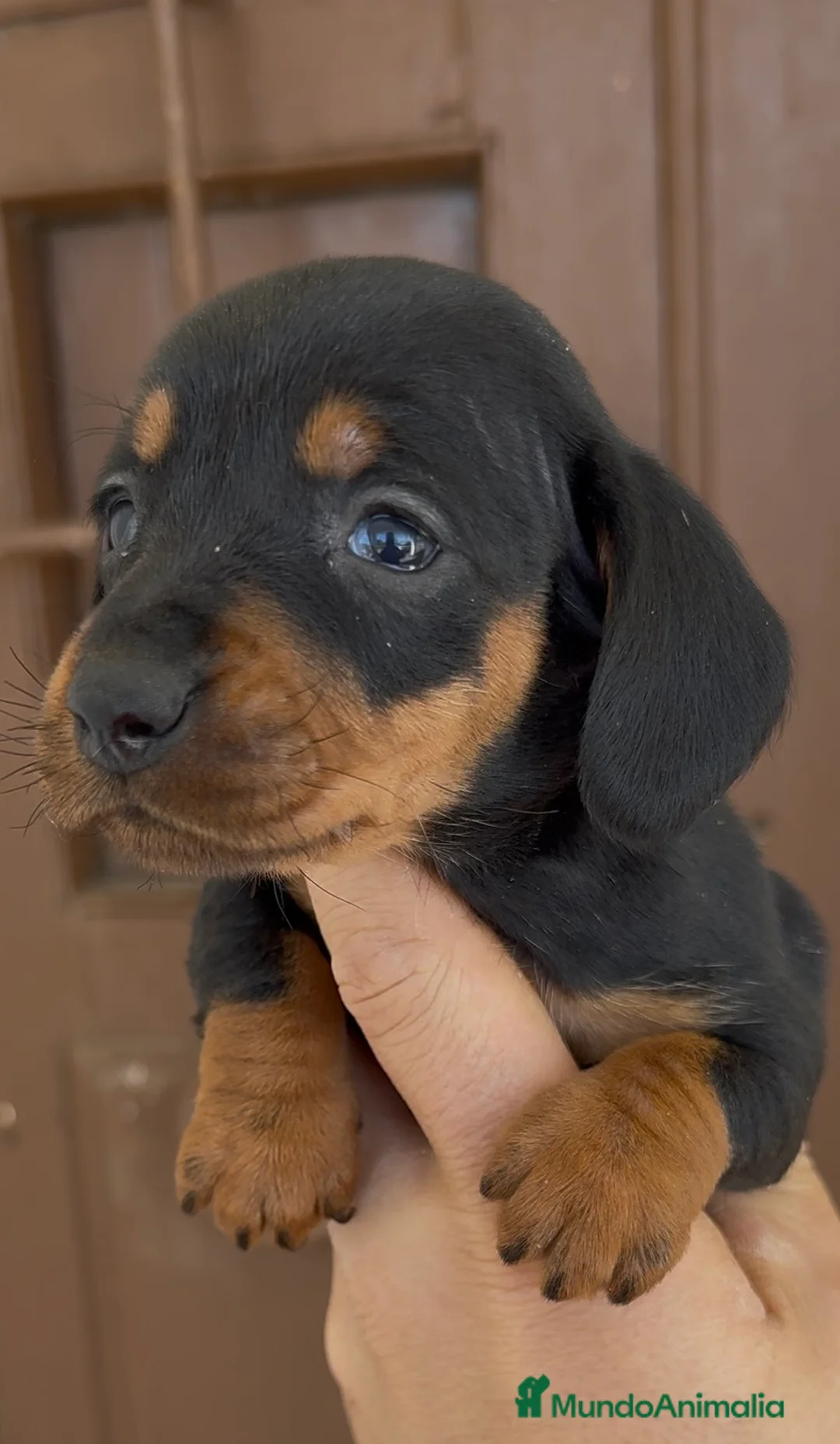 Teckel Miniatura perros en venta: Teckel miniatura - Anuncio 1