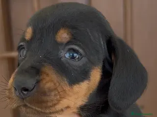 Teckel Miniatura perros Teckel miniatura - Anuncio 1