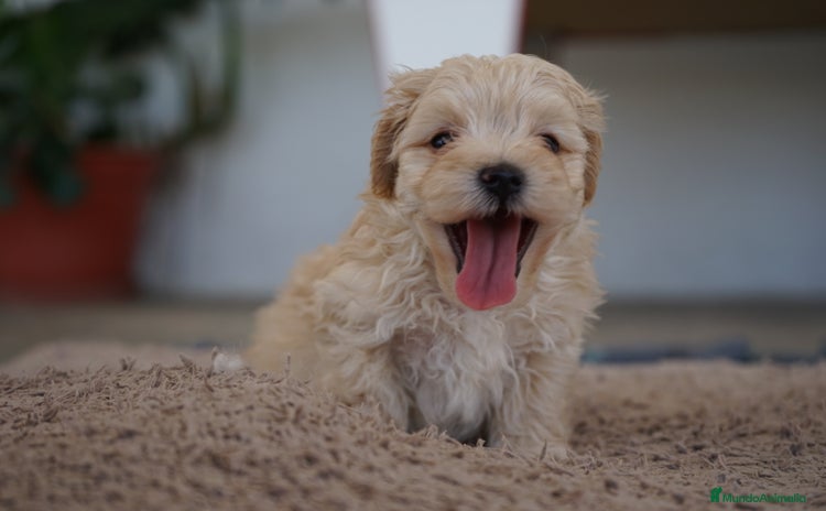 Maltipoo perros - Anuncio 1