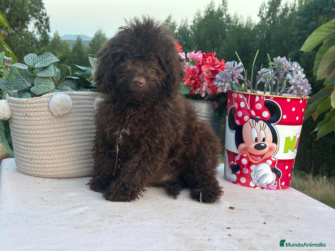 Perro de Agua Español perros en venta: Perro de aguas chocolate hembras y macho - Imagen 1