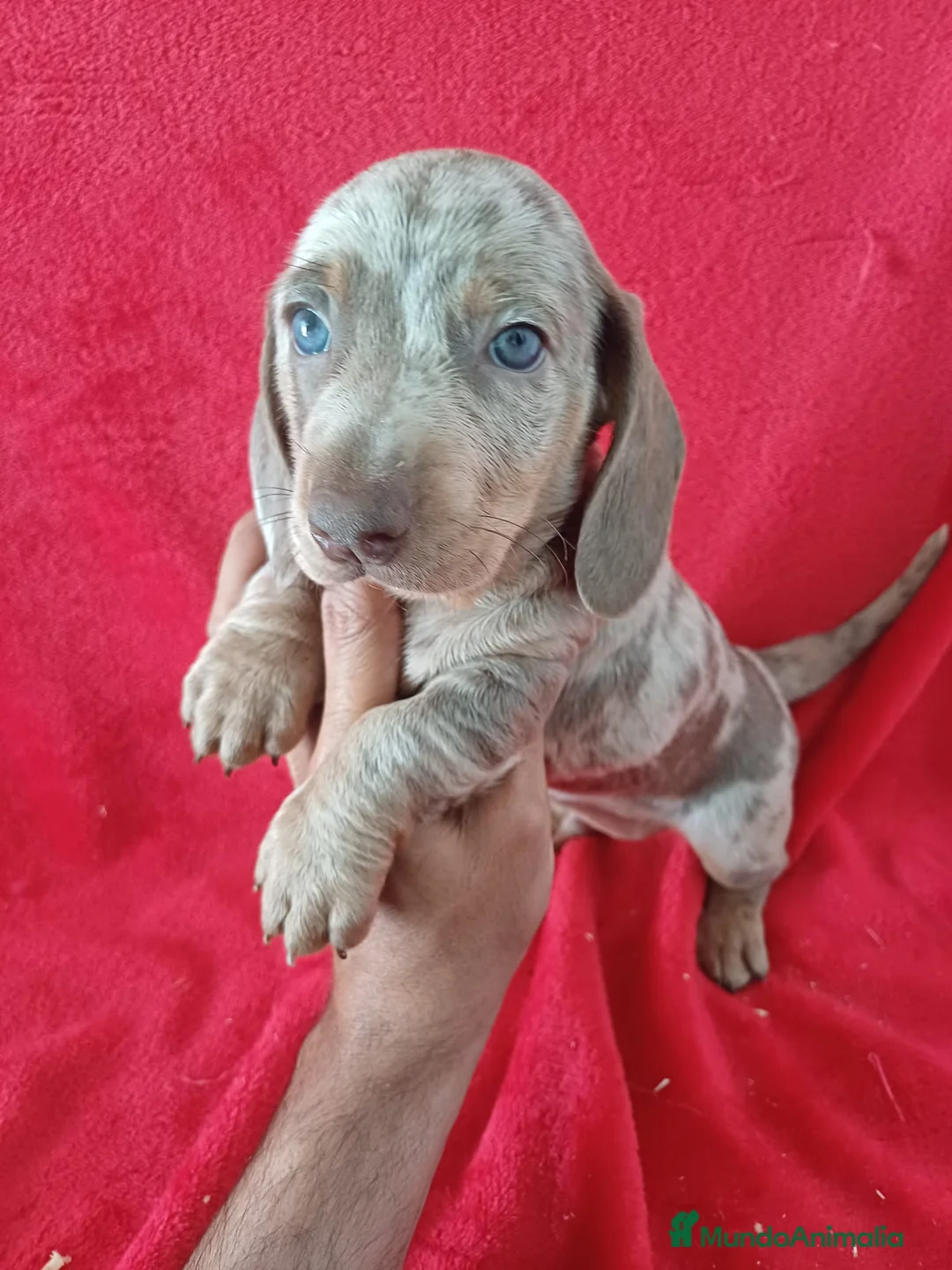 Teckel perros en venta: Teckel  - Anuncio 1