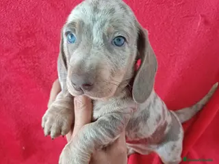 Teckel perros Teckel - Anuncio 1