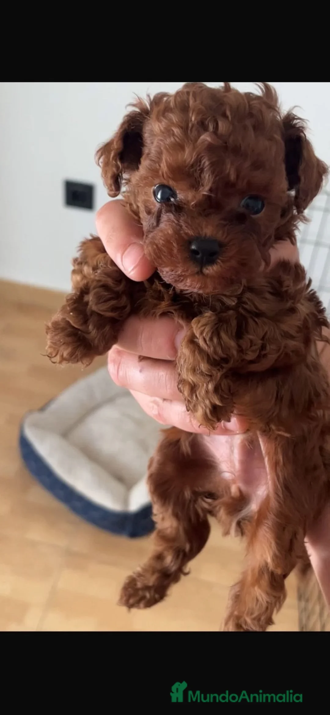 Caniche Toy perros en venta: Caniche Tea Cup  - Anuncio 2
