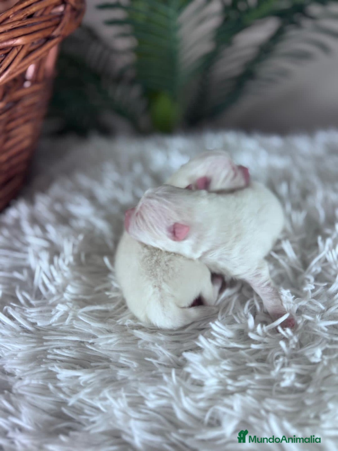 Pomerania perros en venta: POMERANIA - Anuncio 2